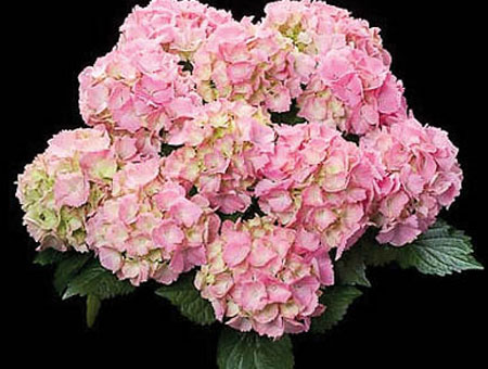 Easter-Flowers-Green-Leaf-Pink-Sensation