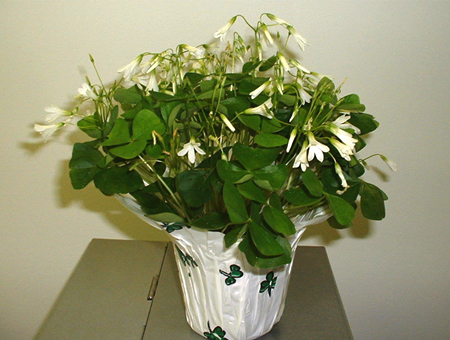 St-Patricks-Day-Flowers-Oxalis-with-Pot-Cover